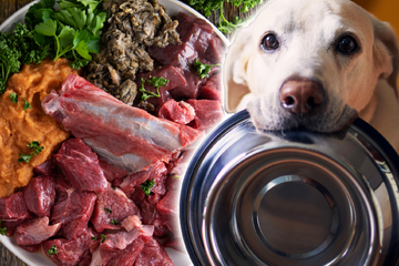 Can dogs eat raw meat? What raw meat can dogs eat?