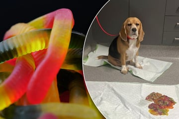 Süßer Raubzug mit Folgen: Beagle verschlingt mehr als ein Kilo Gummiwürmer und landet in der Notaufnahme