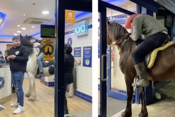 Rider gone astray: Two horses storm a fast food shop!