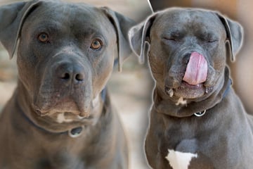 Freundlich, aber ziemlich stark: Hund Maximus ist ein wahres Kraftpaket