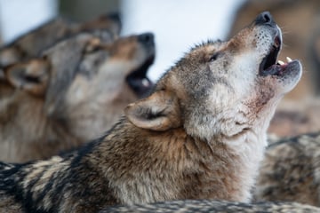 Wölfe: Wolfspopulation in Hessen nimmt stetig zu: Was tun bei einer Begegnung?