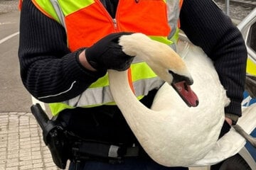Schwan-Alarm: Bundespolizei rettet Tiere aus Gleisen
