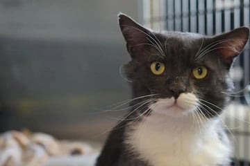 Kater Herzibert sucht ein liebevolles Zuhause: Wer sorgt für ein Happy End?