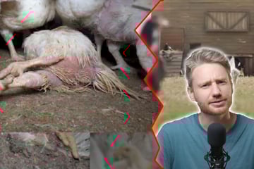 Millionenfach geklicktes Video zerreißt Edekas "Tierwohl"-Werbung
