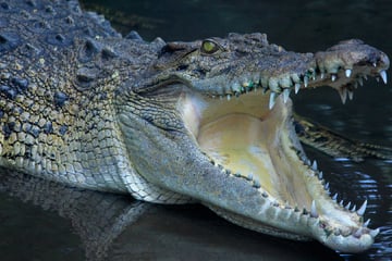 Bad im Fluss endet tödlich: Krokodil attackiert Mann auf seinem eigenen Grundstück