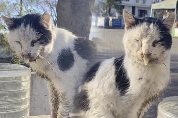 Kater wird halbtot von Straße gerettet: Wie er drei Monate später aussieht, hat keiner erwartet!