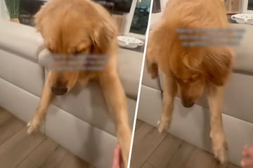 Frau will Golden Retriever einen Streich spielen: Was dann passiert, hat sie nicht kommen sehen