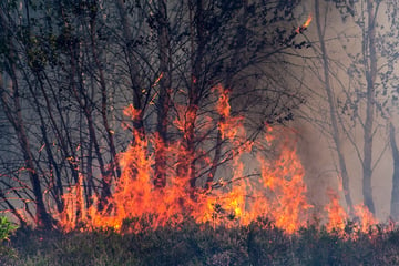 Mitten im Königsforst bei Köln: Riesige Waldfläche steht in Flammen