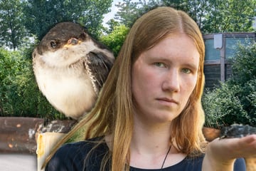 Dresden: Die Hitze! Jetzt fallen wieder kleine Vögel aus dem Nest