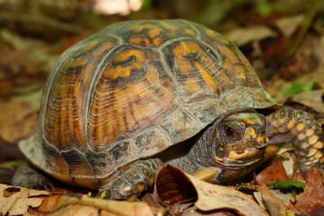Schildkröte schläft nicht: Was Du vor der Winterruhe wissen musst