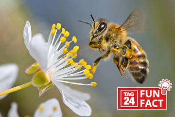 Unnützes Wissen: Fun Fact am 8.5.2024 über Orte ohne Bienen