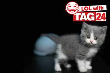 Joke of the Night for June 28, 2025: A cat joke to make you smile for Caturday