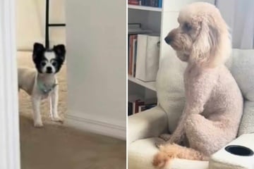 Dog has slumber party with arch-enemy cousin, and it's as hilariously awkward as you'd imagine