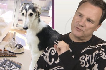 Guido Maria Kretschmer ärgert sich über Hündin: "Dafür kann sie wahnsinnig gut küssen!"