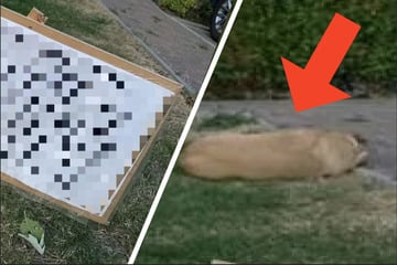Spaziergängerin entdeckt vermeintlich toten Hund: Als sie das Schild neben ihm liest, kann sie nur lachen