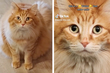 Wally the "floof wizard" cat gives serious sass and side eye on TikTok