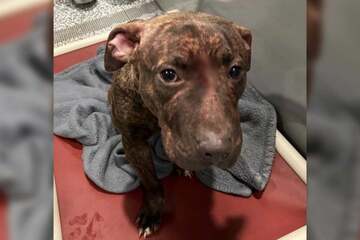 Stray puppy is found covered with wounds on the side of the road