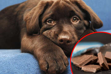 Hund hat Schokolade gefressen: So viel ist für Deinen Hund tödlich
