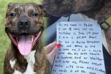 Pitbull wird in Schneesturm ausgesetzt: Was auf dem Zettel an seinem Halsband steht, zerreißt jedem das Herz!