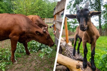 Chemnitz: Wie anno dazumal! Chemnitzer Tierpark eröffnet Bauernhof - wie 1883