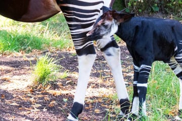 Kleine Waldgiraffe entzückt Zoo-Besucher: Okapi-Nachwuchs in Frankfurt