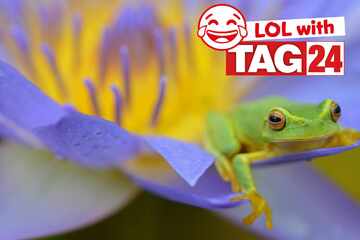 Joke of the Day for August 8, 2025: An animal funny to make you smile