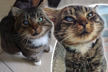 Ein Gesicht mit Geschichte: Kuschelkater Bob will endlich geliebt werden