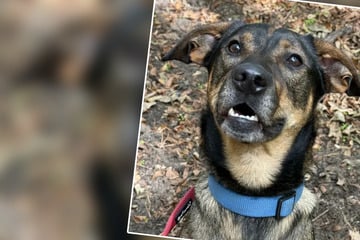 Eiskalt ausgesetzt und einsam zurückgelassen: Hund Becksi träumt von Zukunft ohne Verlustangst