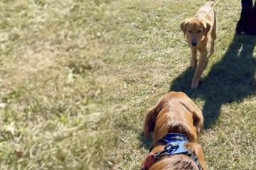 Golden retriever brothers get surprise reunion that warms "their little puppy hearts"