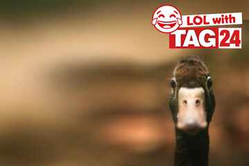 Joke of the Day for September 2, 2025: A duck funny to make you smile