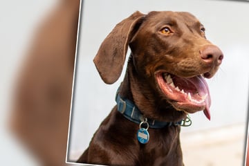 Labrador und Dobermann zeugen Nachwuchs - und der hat es in sich