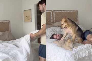 Cat and dog hilariously attempt to "help" their owner make the bed in viral video