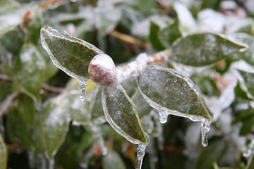 Eisheilige schon da! Kommt jetzt der Frost in Sachsen?