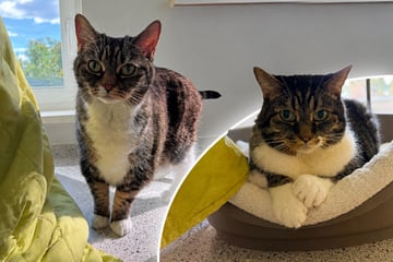 Besitzer plötzlich allergisch: Katzen Nala und Chico müssen ihr Bündel packen