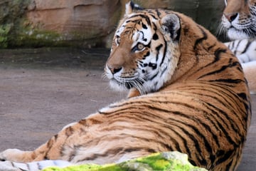 Adipöse Tiger-Lady im Leipziger Zoo speckt ab: Das ist der kuriose Auslöser