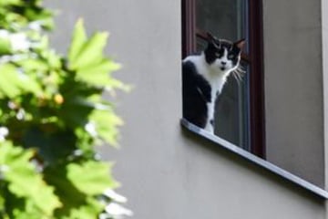 Berlin: Knochenbrüche, Lähmungen, Tod: Berliner Tierheim richtet dringenden Appell an Katzenhalter