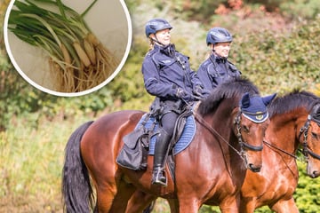 Leipzig: Sie klauen sogar die Knollen: Polizei setzt Reiterstaffel gegen Bärlauch-Banden ein