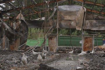 Nach Großbrand auf Bauernhof: Tierschützer finden überlebende Hühner in Brand-Ruine