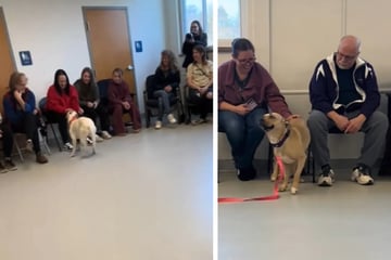 Hunde suchen sich ihre Besitzer aus: Kurioses Treffen geht viral