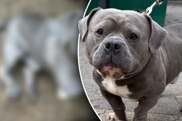 Diese "Züchtung" gibt Tierfreunden Rätsel auf: Welche Rassen stecken in diesem Hund?