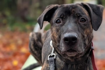 Jung, verunsichert, aber voller Herz: Wer schenkt Mischling Flash seine zweite Chance?