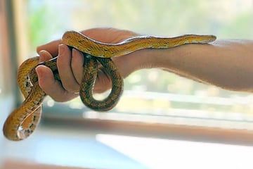 Frau greift in Unterhosen-Schublade und hat plötzlich Schlange in der Hand