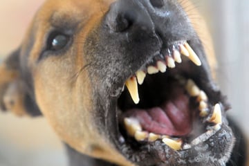 Hund beißt Jungen mehrfach in Kopf und Gesicht: Vierjähriger in Klinik geflogen