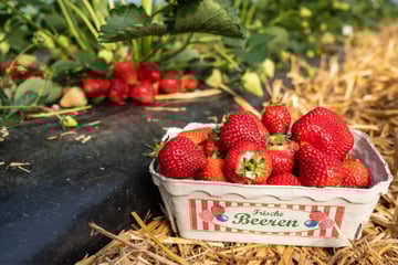 Erste Erdbeeren aus dem Ländle: Alles zu Preisen und Geschmack zum Saisonstart