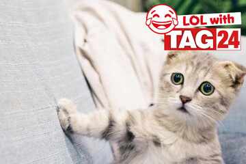 Joke of the Day for June 14, 2025: The best cat jokes to make you laugh for Caturday