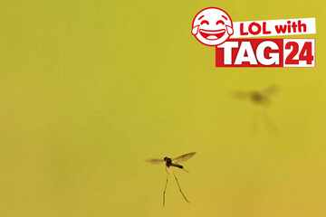 Joke of the Day for April 14, 2026: A biting funny