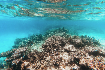 Mass bleaching event threatens total collapse of world's coral reef ecosystems