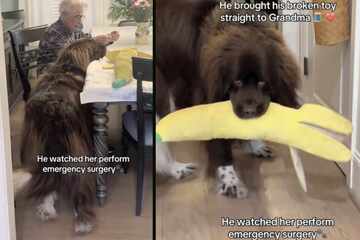 Dog rushes to Grandma when his favorite toy breaks – what she does next melts hearts
