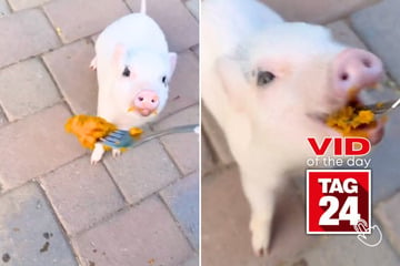 Viral Video of the Day for October 18, 2024: Mini pig does circus-level tricks for a pumpkin treat!