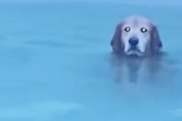 Dog owner attempts to get brazen pooch out of the pool as Hurricane Milton approaches